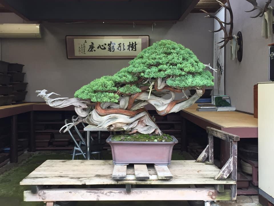 L'arte del bonsai: l'albese Alessandro Bonardo diventa il primo