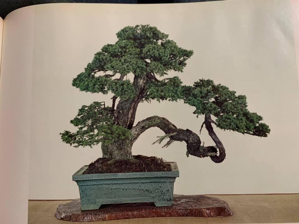 L'arte del bonsai: l'albese Alessandro Bonardo diventa il primo