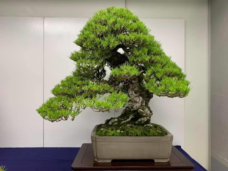 L'arte del bonsai: l'albese Alessandro Bonardo diventa il primo europeo ad  ottenere il diploma della Kumiai 