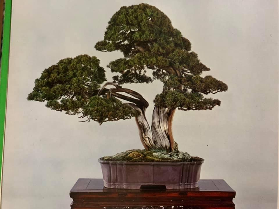 L'arte del bonsai: l'albese Alessandro Bonardo diventa il primo