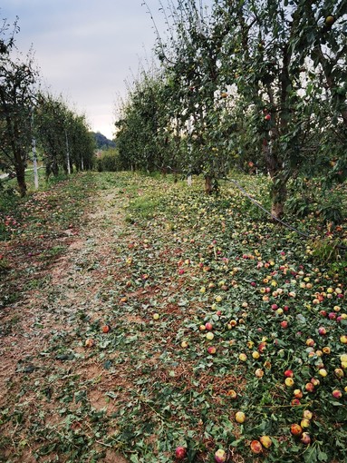 I frutteti dell'azienda agricola monteacutese