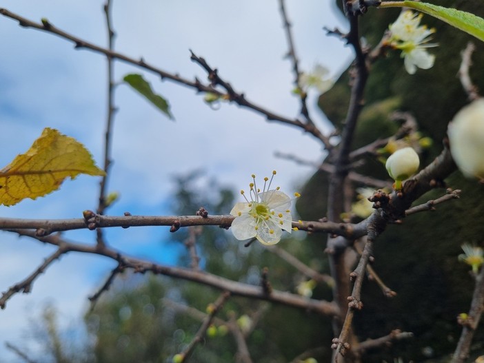 La sorpresa del pruno fiorito al Santuario della Madonna dei Fiori a Bra