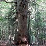 L'abete bianco di Valdieri, nuovo ingresso tra gli alberi monumentali piemontesi