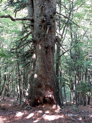 L'abete bianco di Valdieri, nuovo ingresso tra gli alberi monumentali piemontesi