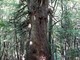 L'abete bianco di Valdieri, nuovo ingresso tra gli alberi monumentali piemontesi