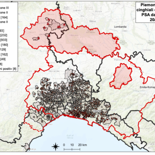 Peste suina: due nuove positività in Piemonte e Liguria, 1693 il totale dei casi positivi