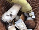 Autunno, tempo di funghi: ecco a cosa servono e come raccoglierli