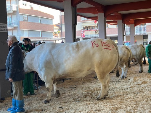 Ecco Bimbo, il bue più pesante della fiera di Carrù 2023