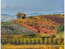 Foliage nel Roero (Foto di Tino Gerbaldo)