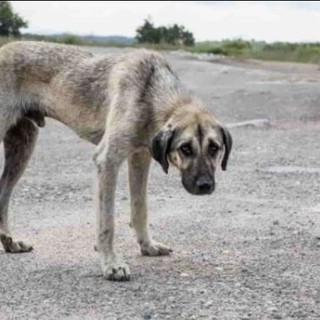 Cane abbandonato in provincia di Cuneo