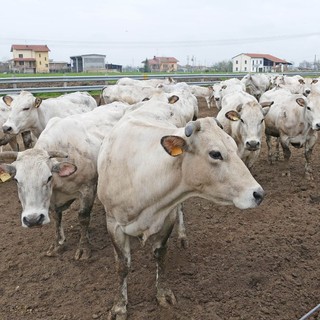 Zootecnia, Coldiretti Cuneo: &quot;Serve un intervento urgente per tutelare le imprese&quot;