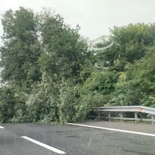 Code sulla Torino-Savona tra Carmagnola e Marene per una pianta caduta sulla carreggiata