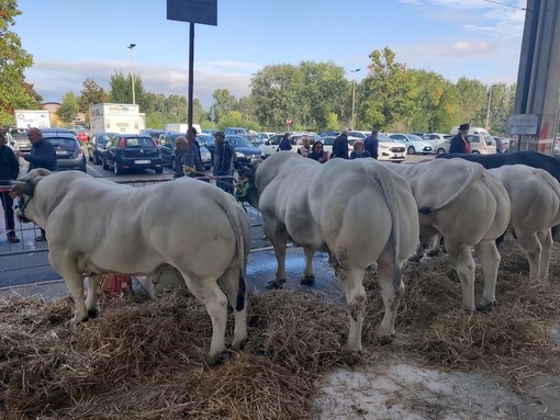 Bovini, Coldiretti Cuneo: &quot;Bene l'approvazione dei decreti a favore della zootecnia&quot;