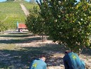 Studenti dell’Agraria al lavoro nel noccioleto sperimentale dell'istituto di Grinzane Cavour