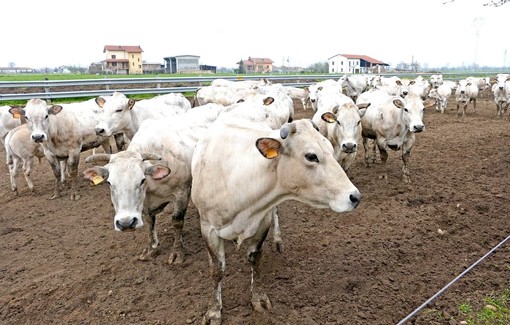 Afta bovini, Coldiretti Cuneo: “Tenere alta la guardia sui flussi commerciali”