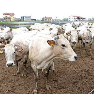 Afta bovini, Coldiretti Cuneo: “Tenere alta la guardia sui flussi commerciali”