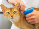 Il Microchip Day torna al gattile di Alba venerdì 1° dicembre