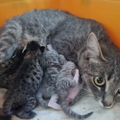 Si cerca una casa temporanea per una gatta e i suoi 5 cuccioli