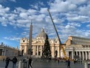 L'abete di Macra ha raggiunto il Vaticano: all'alba di oggi la consegna [VIDEO]