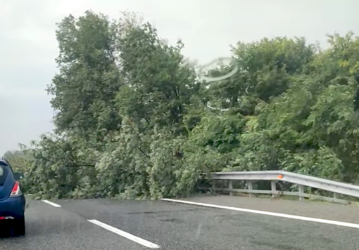 Code sulla Torino-Savona tra Carmagnola e Marene per una pianta caduta sulla carreggiata