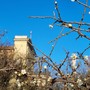 I fiori del pruno sbocciati nel giardino del Santuario braidese