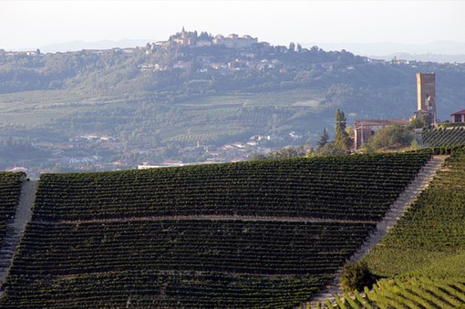 I vigneti di Barbaresco