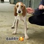 Barry sta cercando un padrone che lo adotti