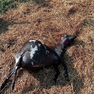 Una delle caprette nane attaccate a Savigliano