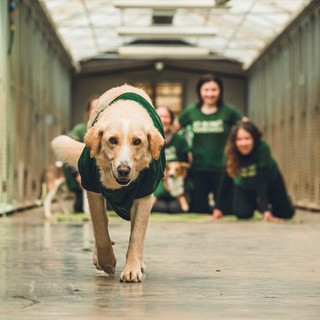 Passeggiate per i diritti degli animali col Canile Rifugio 281 di San Michele Mondovì