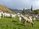 A Roccaforte Mondovì Confagricoltura celebra la discesa dei malgari con “Caluma el vache”