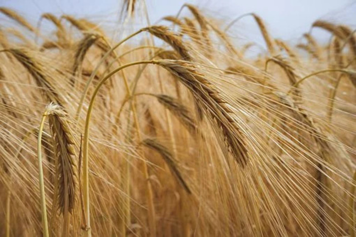 Coldiretti Cuneo lancia l'allarme: è SOS per l'invasione di grano canadese