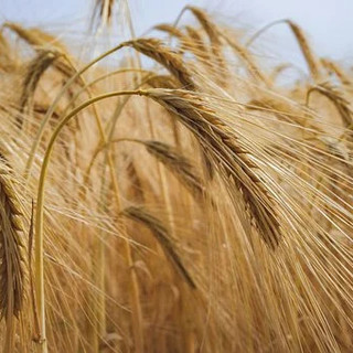 Coldiretti Cuneo lancia l'allarme: è SOS per l'invasione di grano canadese