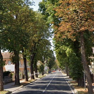 In corso Bra ad Alba verranno abbattuti dieci alberi: &quot;Gli interventi da metà ottobre&quot;