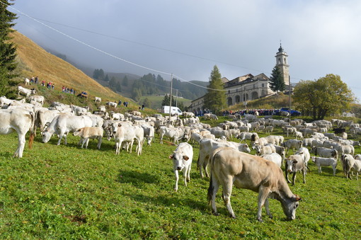 A Roccaforte Mondovì Confagricoltura celebra la discesa dei malgari con “Caluma el vache”