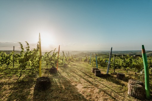 Il Consorzio dell'Asti Docg chiude il 2024 con una produzione di 90 milioni di bottiglie