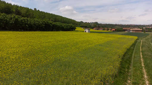 Le campagne di Cherasco, riconfermata per il terzo anno “Spiga Verde” italiana