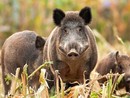 Apre il bando per la protezione del bestiame dalla fauna selvatica