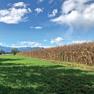 Affitto di terreni agricoli e fabbricati rurali, approfondimento di Confagricoltura a Cuneo