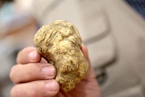 Il Tartufo Bianco d’Alba sposa i prodotti del territorio: tornano le “Eccellenze del Piemonte in vetrina”