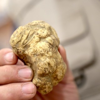 Il Tartufo Bianco d’Alba sposa i prodotti del territorio: tornano le “Eccellenze del Piemonte in vetrina”