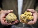 I primi esemplari di Tartufo Bianco d'Alba sono stati venduti a partire dai 280 euro all'etto