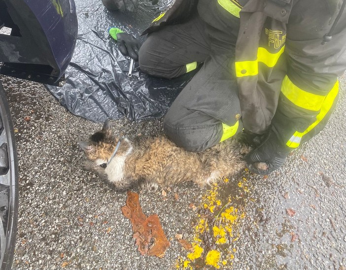 Cuneo, salvato gatto incastrato nel vano motore di un'auto. Cercasi il proprietario