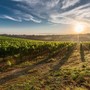 Le Langhe che hai sempre sognato: tra storia, natura ed eccellenze enogastronomiche