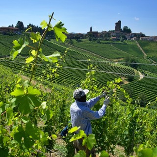 Gestione responsabile della manodopera in vigneto: terminati i lavori di Weco per lo studio di fattibilità