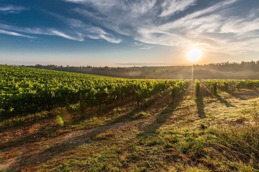 Le Langhe che hai sempre sognato: tra storia, natura ed eccellenze enogastronomiche