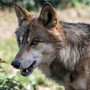 Conoscere il lupo: una serata a Salmour con la guida parco e fotografo naturalista Gabriele Cristiani