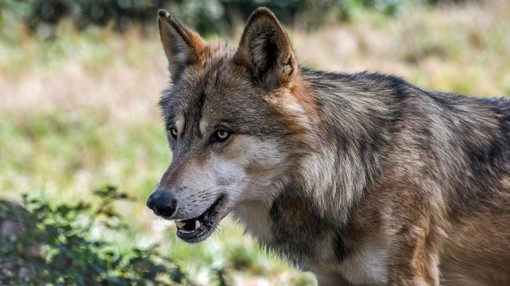 Conoscere il lupo: una serata a Salmour con la guida parco e fotografo naturalista Gabriele Cristiani