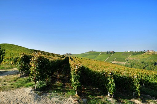 Il tema climatico tra quelli sollevati dalle cantine firmatarie dello scritto