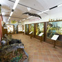 Museo Naturalistico del Roero di Vezza d’Alba (foto Stefano Cantù)