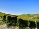 Il tema climatico tra quelli sollevati dalle cantine firmatarie dello scritto